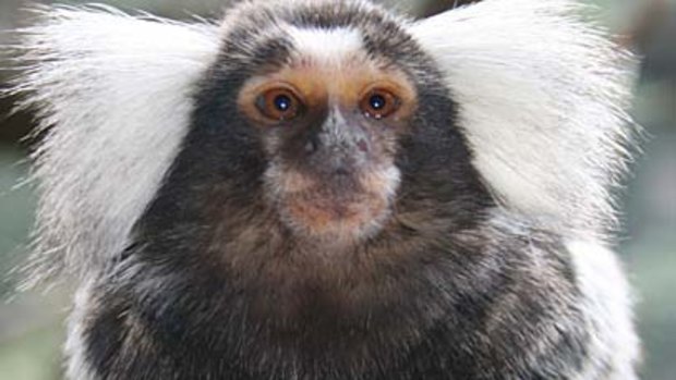 Cheeky, a marmoset monkey just like the one pictured above, has been reunited with her twin after being stolen.