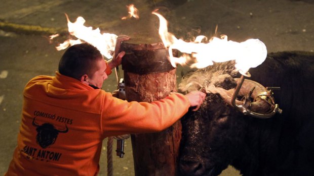 A reveller releases a bull with flaming horns during a Spanish festival.