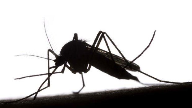 Mosquitoes are back in the South-West in time for holidaymakers going away for Christmas.