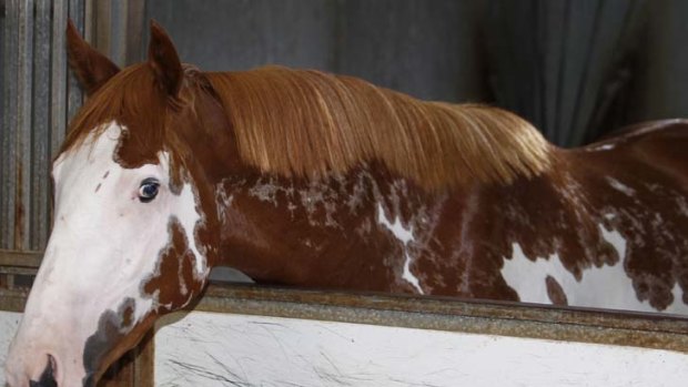 Skewbald ... Framed In History takes his name from his distinctive chestnut and white colouring, linked to a rare US gene, but more akin to a native American pony of the Wild West.
