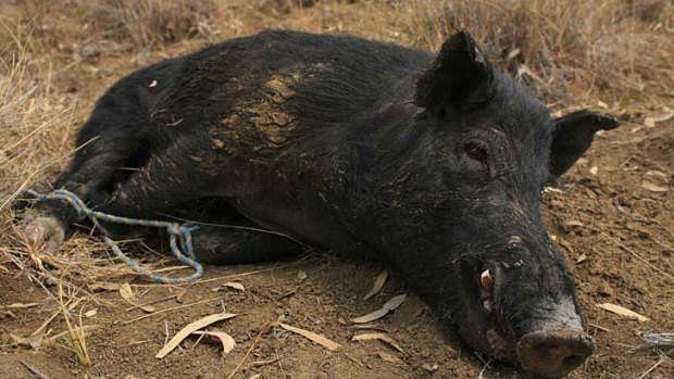 The practice of using dogs to hunt feral pigs in NSW state forests appears to break state government animal cruelty guidelines.