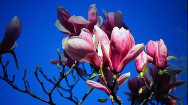 Magnolia is blooming and daffodils are almost over ... is spring getting earlier?