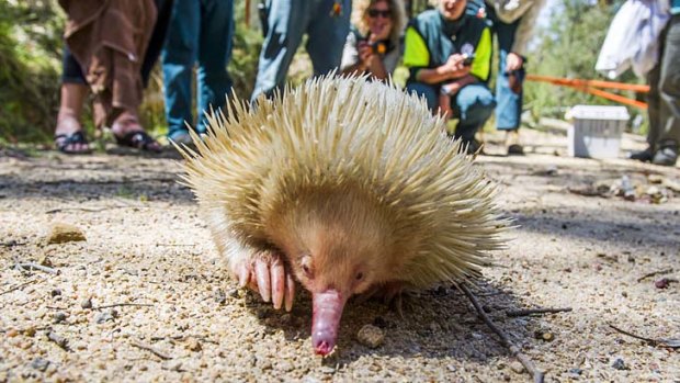 Casper, the albino echidna, kept true to its namesake when released at a remote area of Canberra's Tidbinbilla Nature Reserve yesterday, quickly ghosting away in front of adoring rangers.