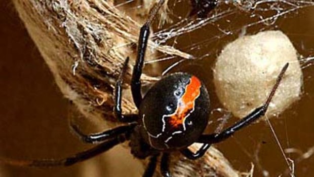 A female katipo spider.