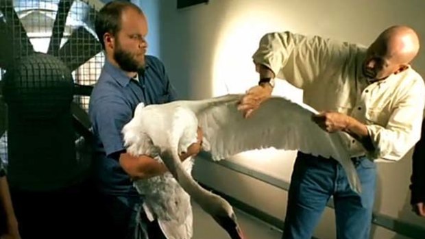 Ken Dial and Brandon Jackson inspect the wing of a mute swan, one of the heaviest flying birds.