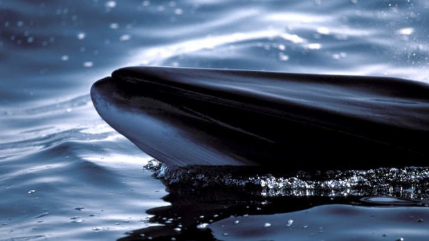 A minke whale breaks the surface of the water. Attorney-General Mark Dreyfus will appear at the Hague in Australia's case against Japan.