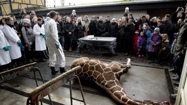 Marius, a male giraffe, lies dead before being dissected.