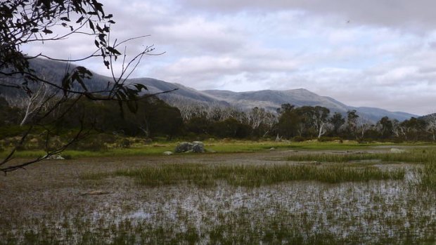 Muzzlewood wetlands - an ephemeral wetland on the Thredbo River Track.