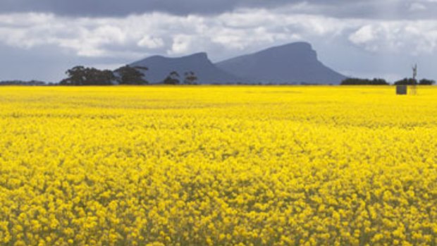 More than half of a WA cereal farmer's crop has lost its organic certification due to contamination from a neighbouring GM canola crop.