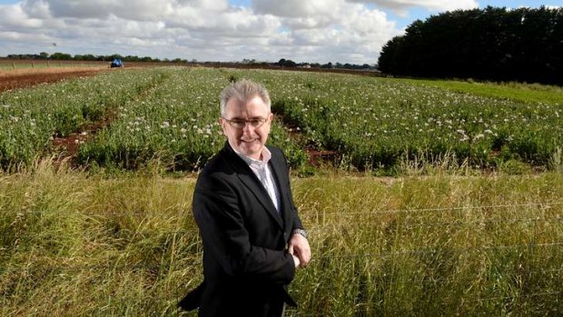 GSK's Steve Morris inspects a trial poppy crop near Ballarat.
