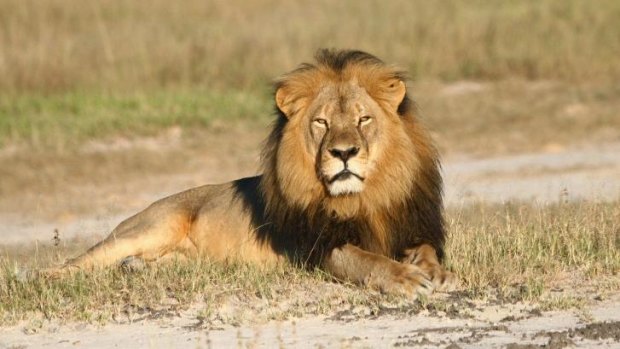 In this undated photo provided by the Wildlife Conservation Research Unit, Cecil the lion rests in Hwange National Park in Zimbabwe. 