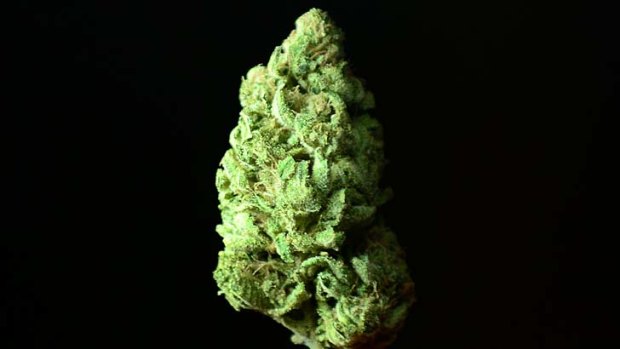 Maui Afghooey marijuana authorised for medical use.