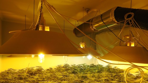 An estimated 1500 grow houses operate across Victoria. 