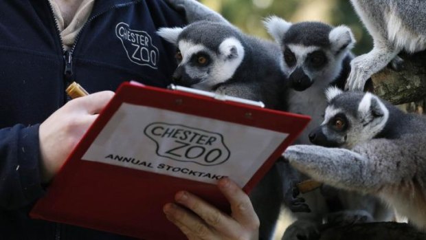 Paying close attention ... Ringtailed lemurs check the tally on Chester Zoo's stocktake.