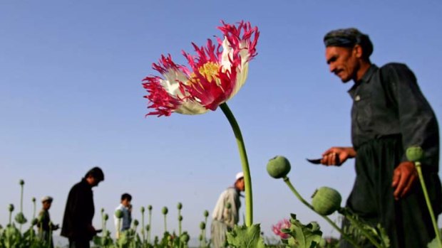 Drug problem on the move ... The UN says the production of opium soared by 61% since 2010.