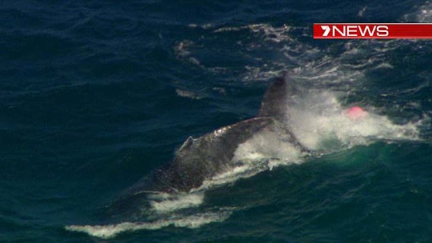 The young whale swims away after being rescued from shark nets.