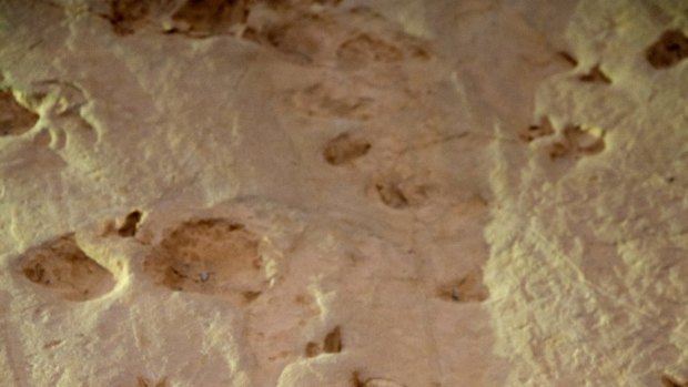 Prehistoric drama: Dinosaur footprints at Lark Quarry Dinosaur Trackways.