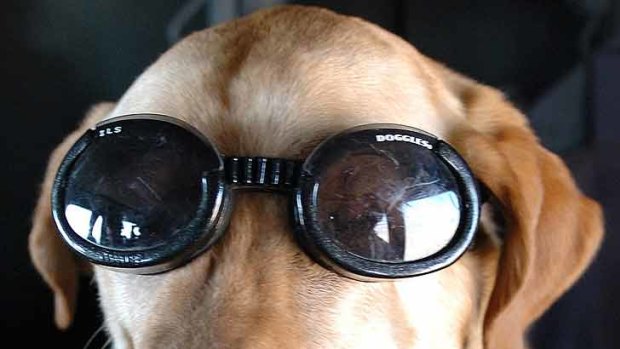 Looking cool in the heat of battle ... Eddie the dog hops aboard a UH-60 Black Hawk helicopter, along with Iraqi security forces and soldiers from the 82nd Airborne Division.