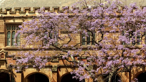 Blooming jacaranda: Sydney University. 