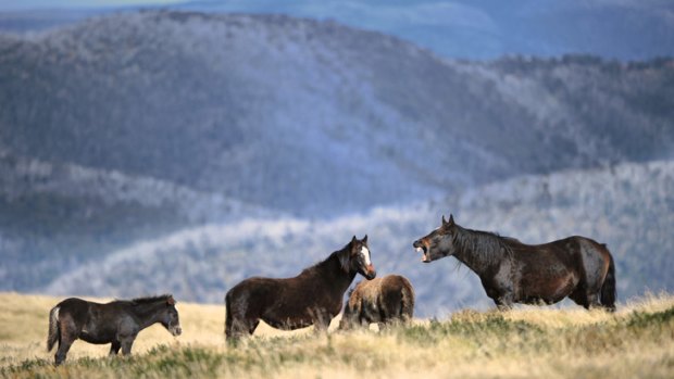 Environmental concerns: Wild horses in the high country near Falls Creek.