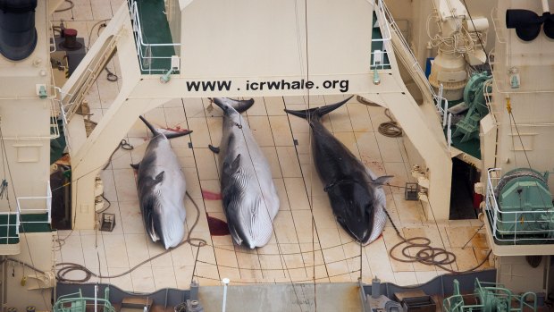 Minke whales on the deck of the Japanese factory ship Nisshin Maru.