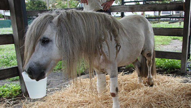 A male Shetland pony recovers after being dragged behind a car on Christmas Day.