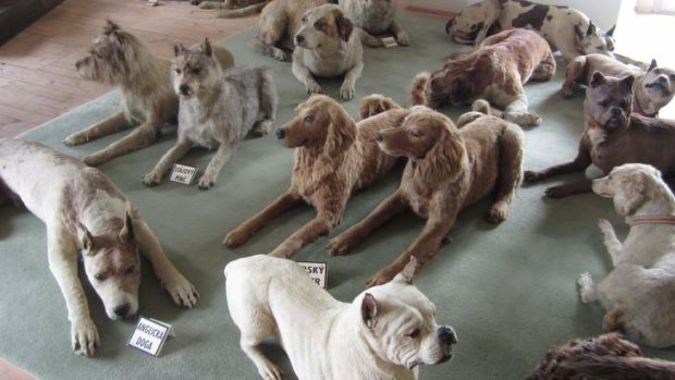 Stuffed dogs in Bitov castle.