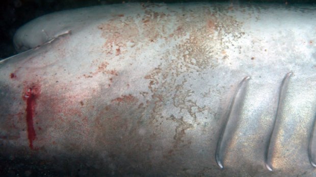 An injury to the back of the head of a two-metre tiger shark.