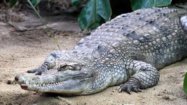 The false gavial female crocodile who was killed during mating with a "dominant" male at a zoo in Amsterdam.