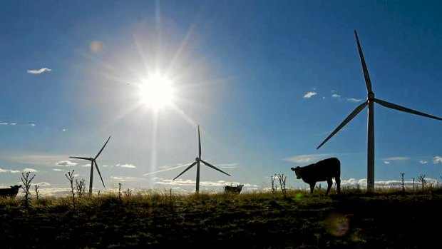 Cows stand near wind turbines operating on Capital Wind Farm in Bungendore.