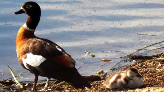 Mountain duck and duckling.