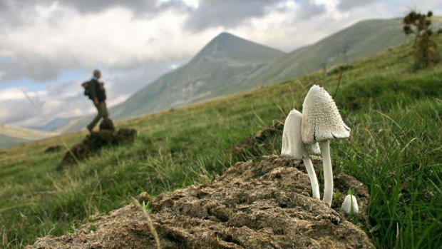 Wild mushrooms in Abruzzo.