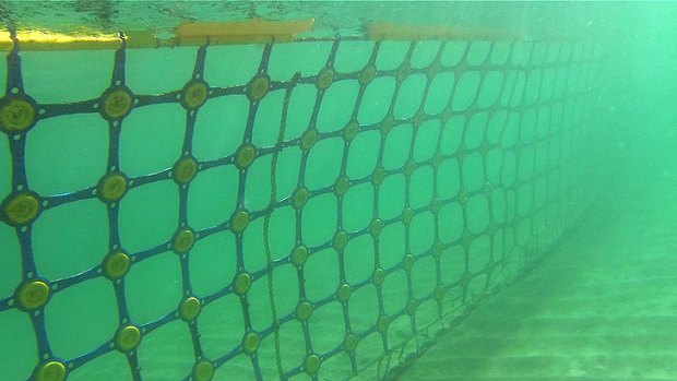 Shark barrier's first week: zero animals trapped