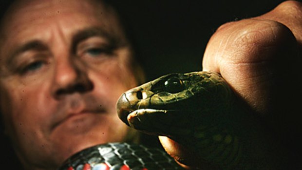 Snake Handler Peter Bryant with a Red-Bellied Black Snake.