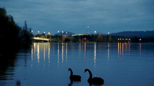 Still waters: Swans on Lake Burley Griffin which hid the body of missing woman Irene Angley for 14 years.