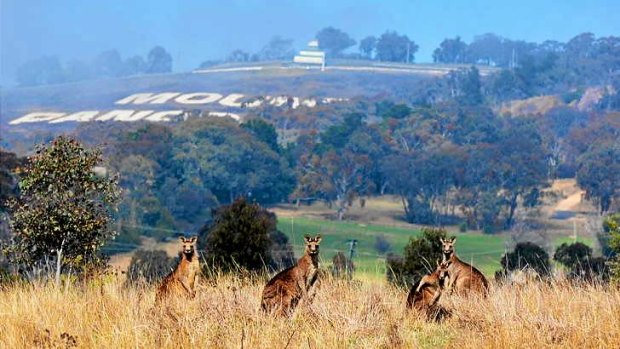 Kangaroos feed in the foothills of Mount Panorama.