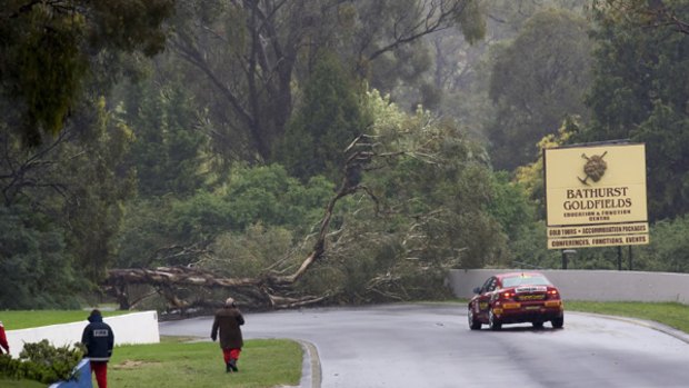 The fallen tree blocks the track at Mount Panorama yesterday.