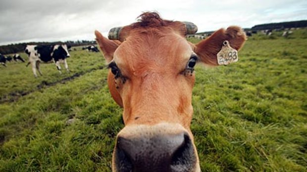 Scientists are testing an algae that could potentially "eat" carbon dioxide and feed cattle.