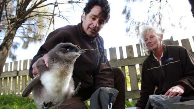 Biologist Andre Chiaradia and research officer Leanne Renwick at the Penguin Parade Reserve on Phillip Island.