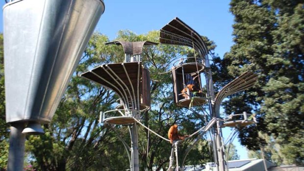 Perth Zoo's orangutans in their new $3.6 million digs on Sunday.