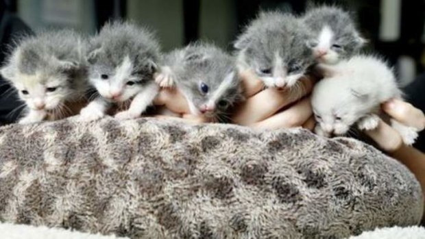 Kittens that were dumped together in Lockyer Valley rubbish tip.