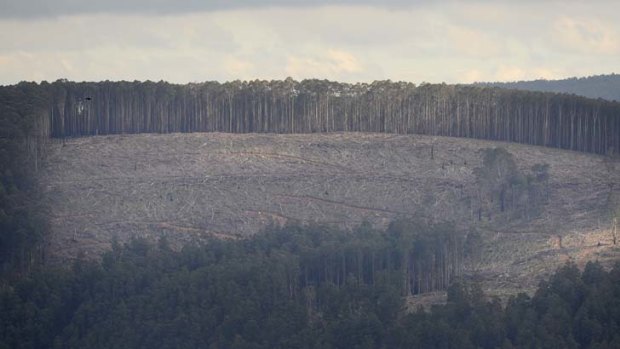 Soaring numbers ... an area equivalent to 138,400 football fields was cleared in NSW's bushland last year.