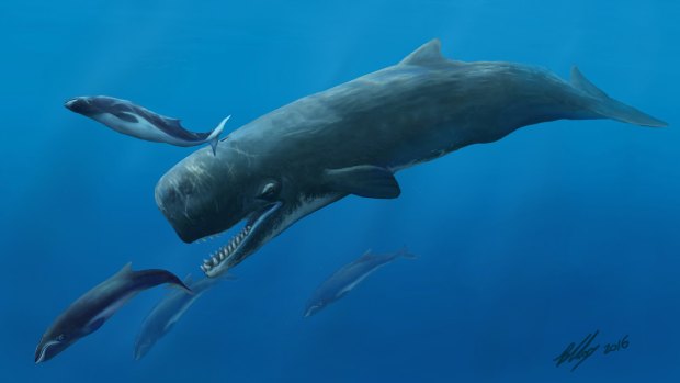 Artists' impression of the Beaumaris killer sperm whale hunting.