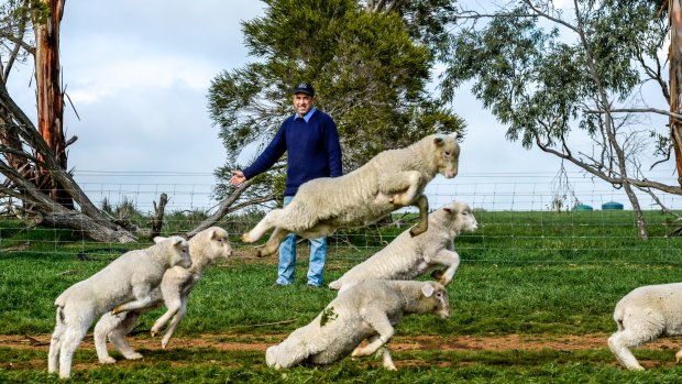 Lamb production and exports are tipped to jump to new records, according to Meat and Livestock Australia. Lamb producer Charles de Fegely on his property at Dobi, near Ararat.
