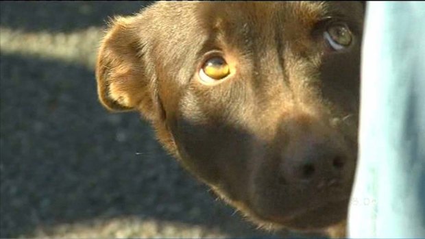 Dusty, the family kelpie diagnosed with the Hendra virus.