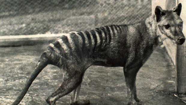 The last Tasmanian tiger, photographed in captivity in March 1936. The tiger died on September 7 of the same year.