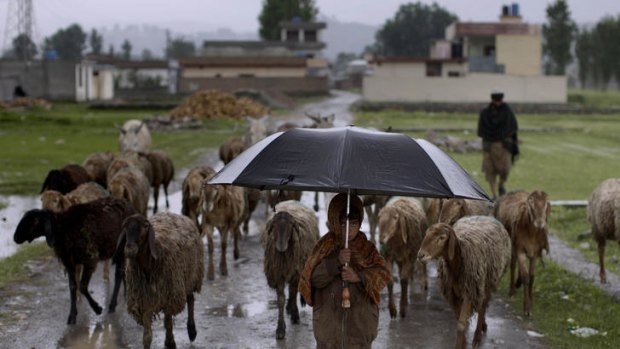 A Pakistani girl and her father herd their sheep, near the site of Osama bin Laden's compound in Abbottabad, Pakistan.