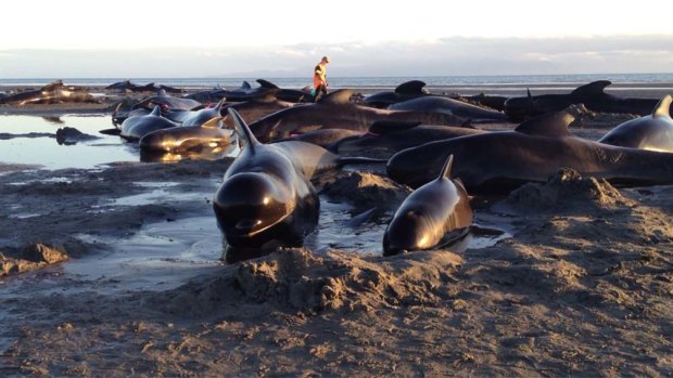 A pod of stranded pilot whales at Farewell Spit in New Zealand.