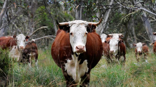 The grazing trial will return 400 cattle to the Alpine National Park.