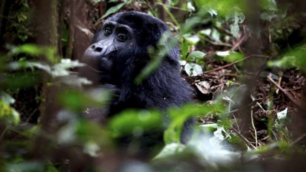 Gorillas in your midst ... Uganda recognised the potential of gorilla tourism many years ago.